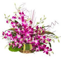 Purple Orchids to Rajahmundry