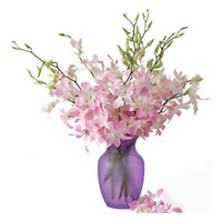 Mistine Dendrobium Orchids to Rajahmundry