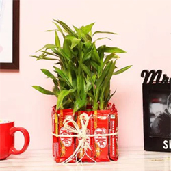 Attractive Bamboo Plant to Rajahmundry