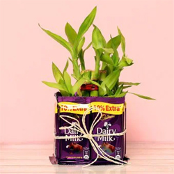 Captivating  Bamboo Plant to Rajahmundry