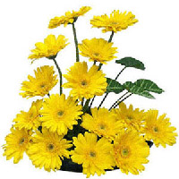 Yellow Gerberas basket  to Rajahmundry