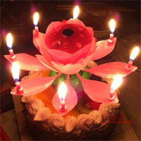Musical Lotus Candle  to Rajahmundry