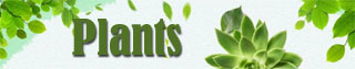 Plants delivery
